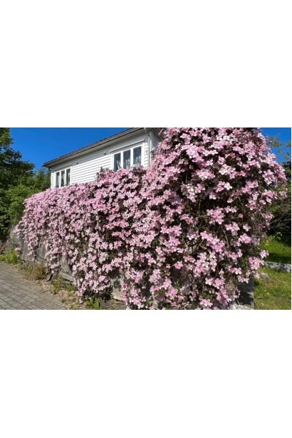 Клематис Пііллу у дорослому віці 